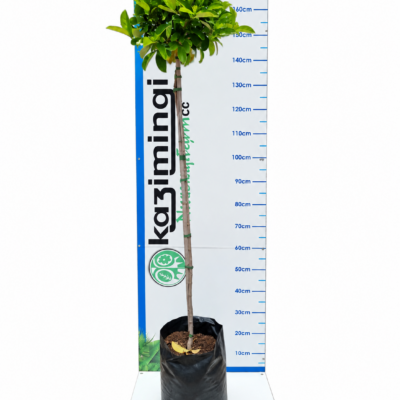 VIBURNUM ODOR.SINENSIS STANDARD 20LT