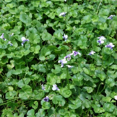 VIOLA HEDERACEA 15CM POT