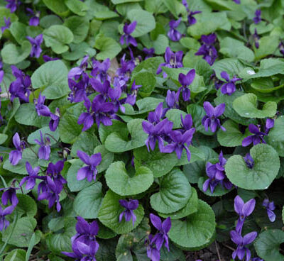 VIOLA ODORATA 15CM POT