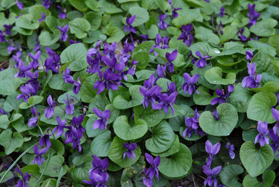 VIOLA ODORATA 15CM POT