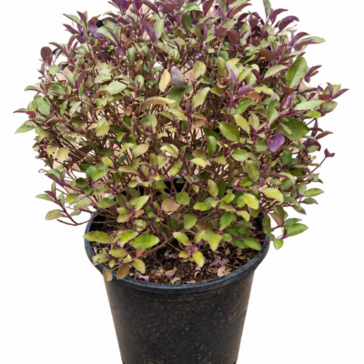 VITEX PURPUREA BALL 10LT