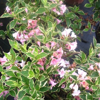 WEIGELIA VARIEGATA 2,5LT