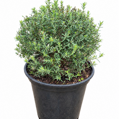 WESTRINGEA BLUE BALL 10LT