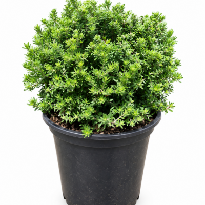 WESTRINGEA WHITE BALL 10LT