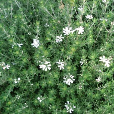 WESTRINGEA WHITE 10LT