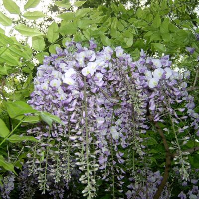WISTERIA SINENSIS 10LT