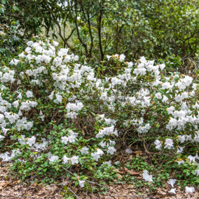 FREYLINIA TROPICA WHITE BALL 1OLT