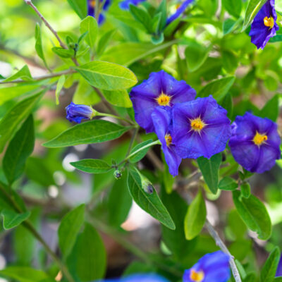 SOLANUM RANTONETTI BLUE STANDARD 10LT