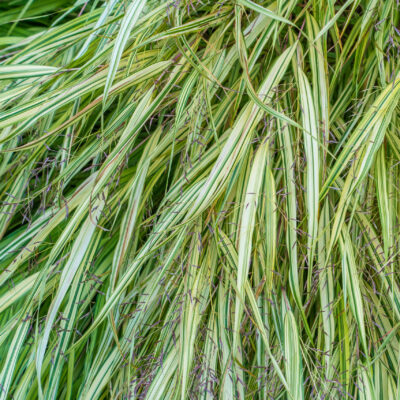 IMPERATA CYLINDRICA 2.5LT