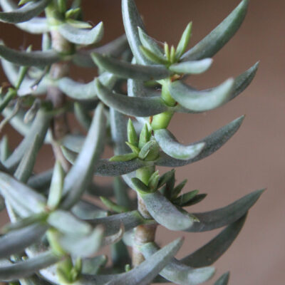 SENECIO CYLINDRICUS 15CM POT