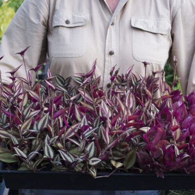 TRADESCANTIA 15CM POT