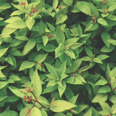 SYZIGIUM PANICULATUM STANDARD 100LT