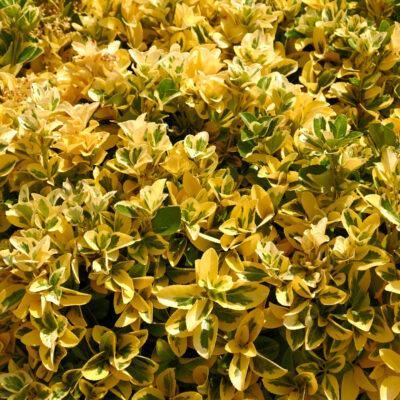 LIGUSTRUM VULGARE AUREA 2.5LT