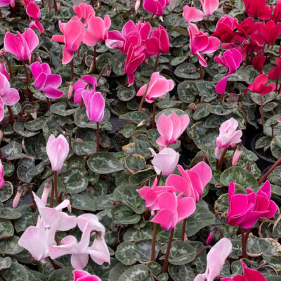 CYCLAMEN VARIOUS 15CM POT