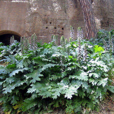 ACANTHUS MOLLIS 10LT