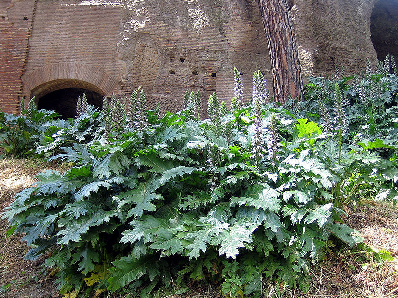 ACANTHUS MOLLIS 10LT