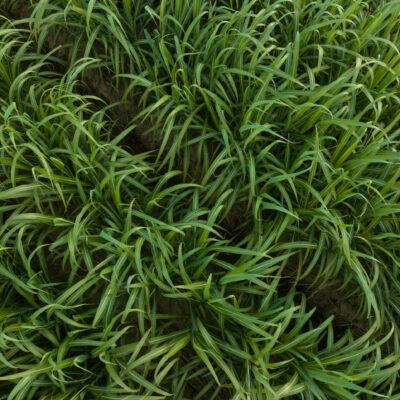 JUNCUS TWISTED DART 15CM POT