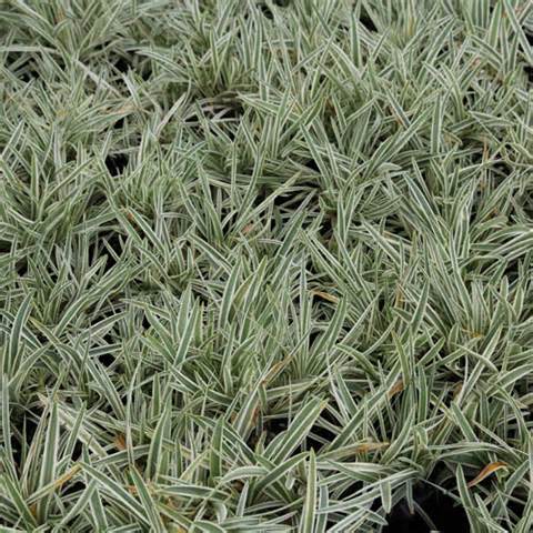 AGAPANTHUS NANA VARIEGATA 2.5LT
