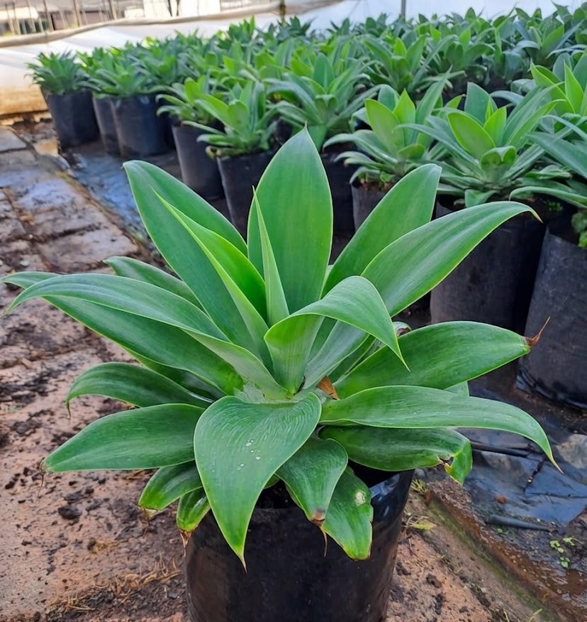 AGAVE ATTENUATA 20LT