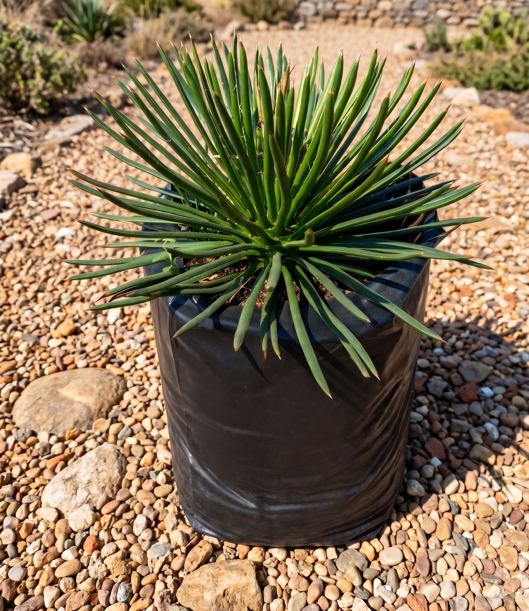 AGAVE GEMINIFLORA 2.5LT