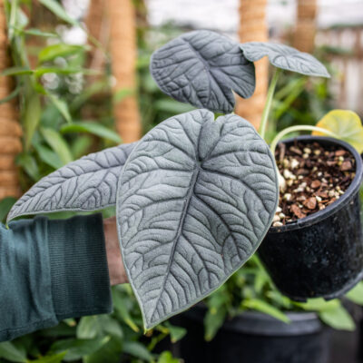 COLOCACIA BLACK MAGIC (ALOCASIA) 1OLT