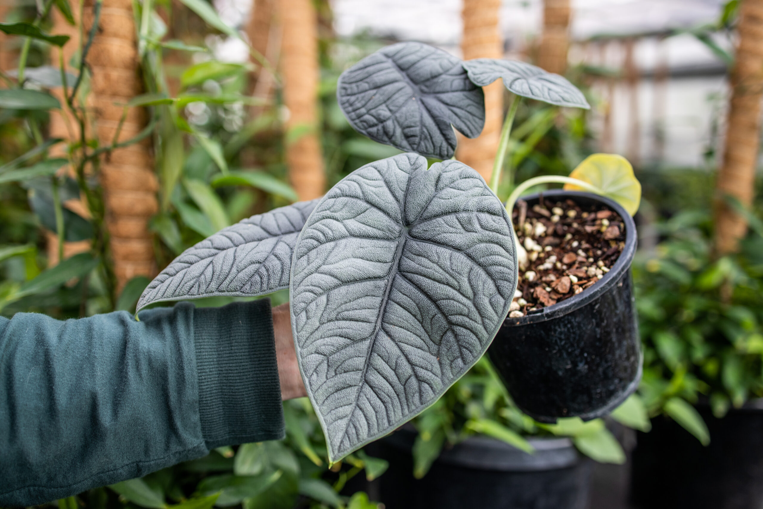 COLOCACIA BLACK MAGIC (ALOCASIA) 1OLT