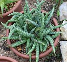 ALOE AMUDATENSIS 15CM POT