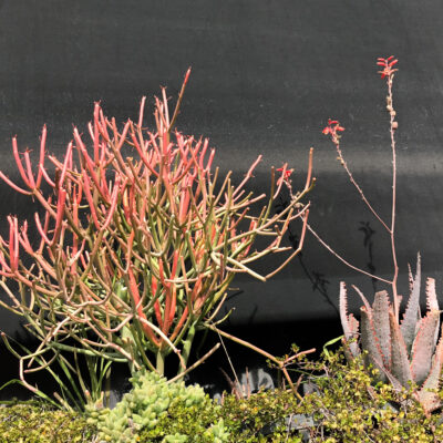 OTHONNA CAPENSIS 15CM POT