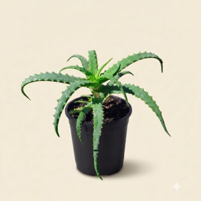ALOE ARBORESCENS ORANGE 15CM POT