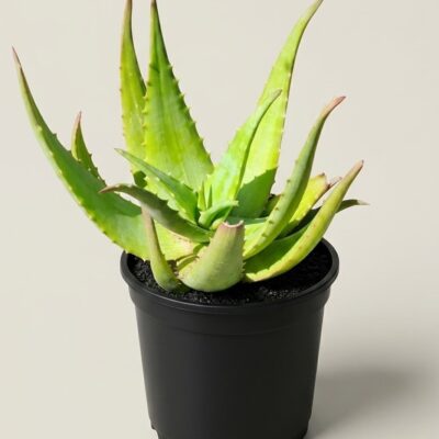 ALOE CHABAUDII 15CM POT