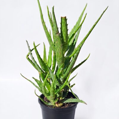 ALOE DAWEII 15CM POT