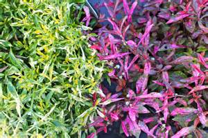 ALTERNANTHERA LITTLE RUBY 15CM POT