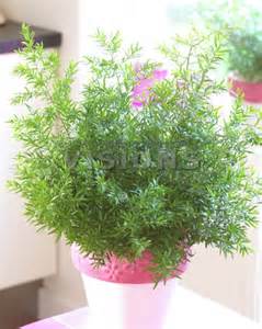 ASPARAGUS CWEBE 2.5LT