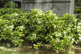 AUCUBA JAPONICA GOLDEYANA 10LT