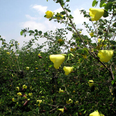 BAUHINIA TOMENTOSA - 20LT