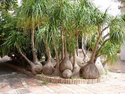 BEAUCARNEA RECURVATA (PONY PALM) - 10LT