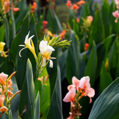 CANNA (VARIOUS COLOURS) 1OLT