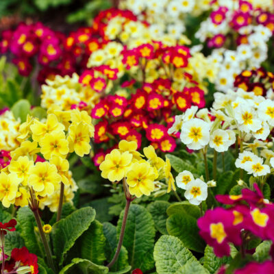 PRIMULA VARIOUS 15CM POT