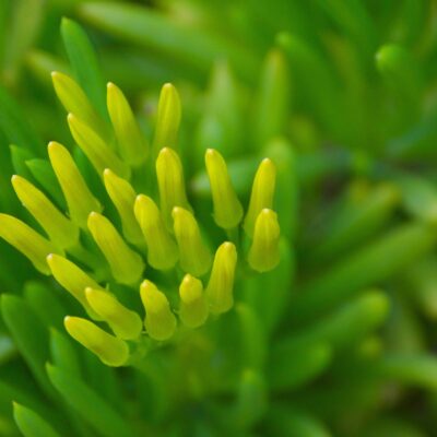 SENECIO BARBERTONICUS 15CM POT