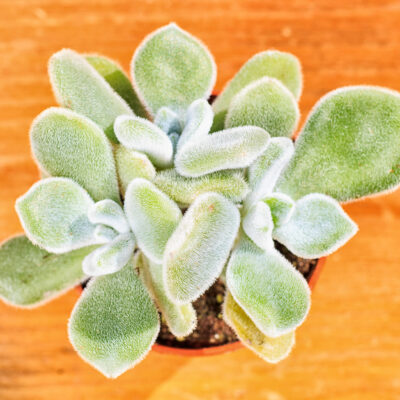 COTYLEDON LADISMITHIENSIS (BEAR'S PAW) 15CM POT