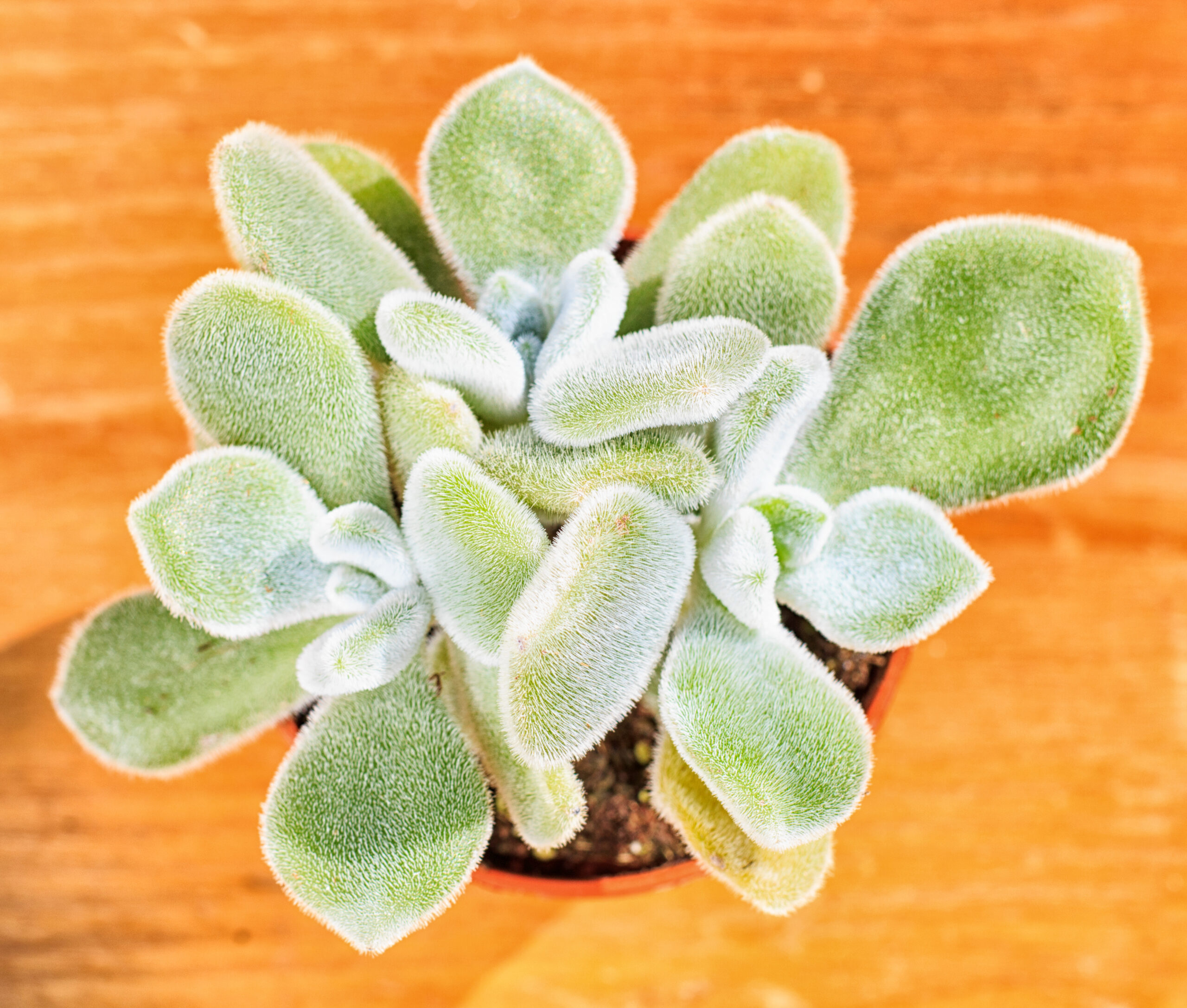 COTYLEDON LADISMITHIENSIS (BEAR'S PAW) 15CM POT