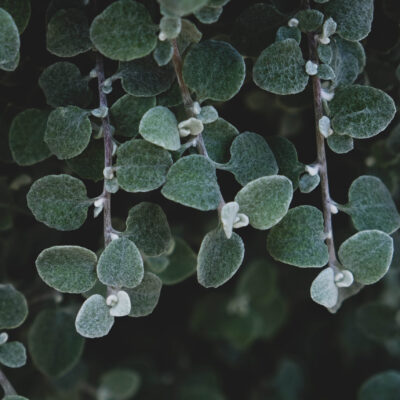 DICHONDRA SILVER FALLS 15CM POT
