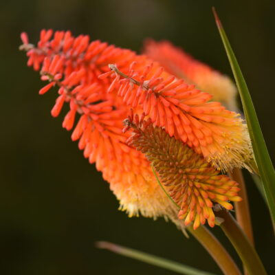 KNIPHOFIA PRAECOX 2.5LT