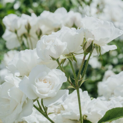 ROSE ICEBERG STANDARD 10LT