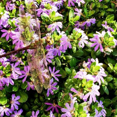 SCAEVOLA VARIOUS 15CM POT