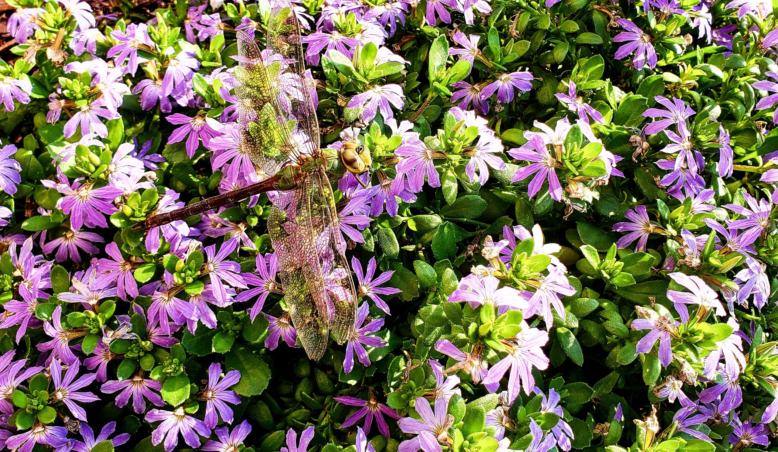 SCAEVOLA VARIOUS 15CM POT