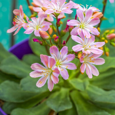 LEWISIA COTYLEDON 15CM POT