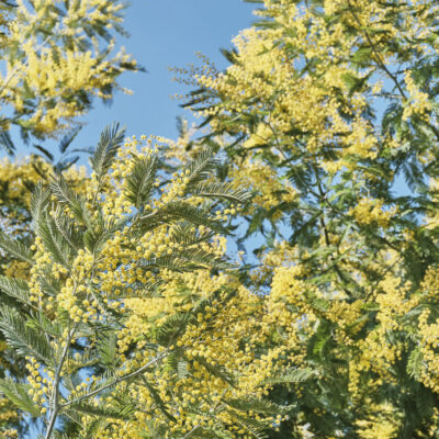 ACACIA BURKEII 20LT