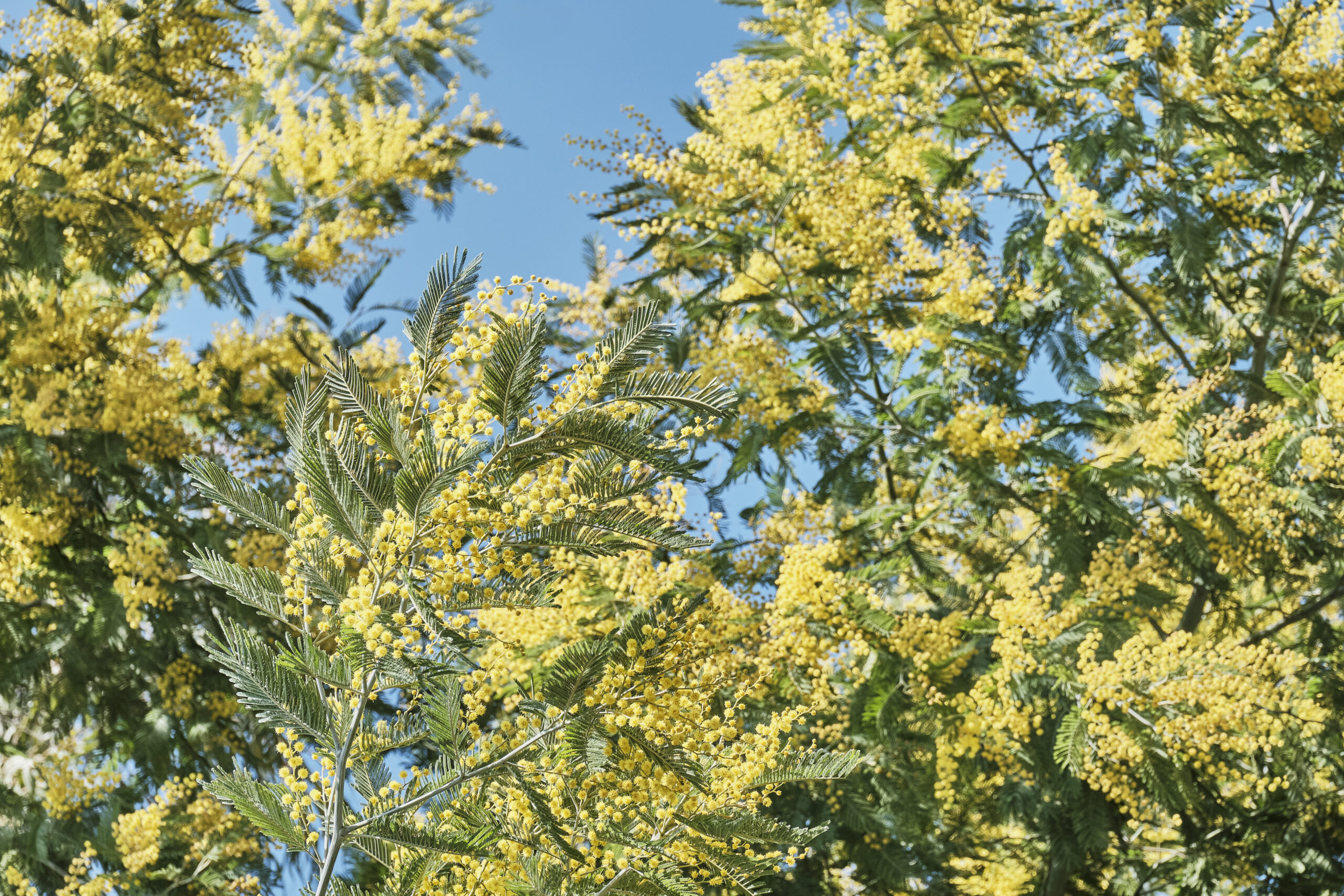 ACACIA BURKEII 20LT