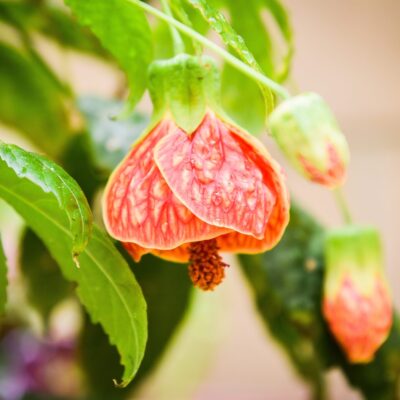 ABUTILON VARIOUS (CHINESE LANTERN) 10LT